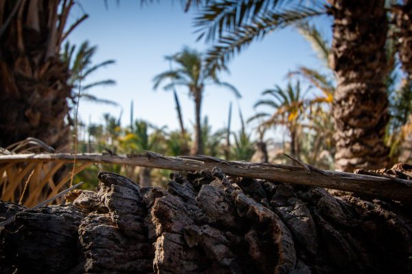 Explorando la Ruta de Palmeras de Elche